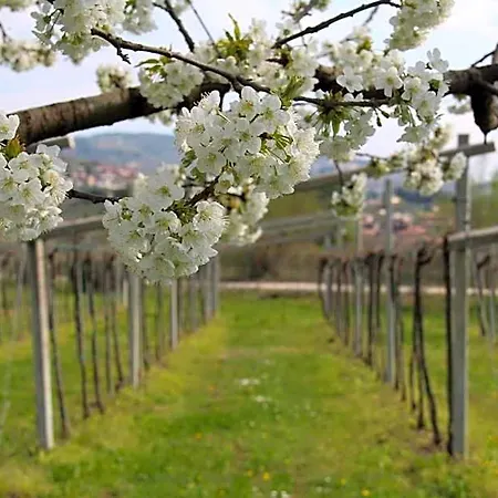 Campagnon Valpolicella Alojamento de Acomodação e Pequeno-almoço SantʼAmbrogio di Valpolicella
