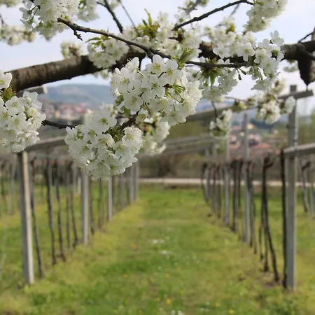 Campagnon Valpolicella SantʼAmbrogio di Valpolicella